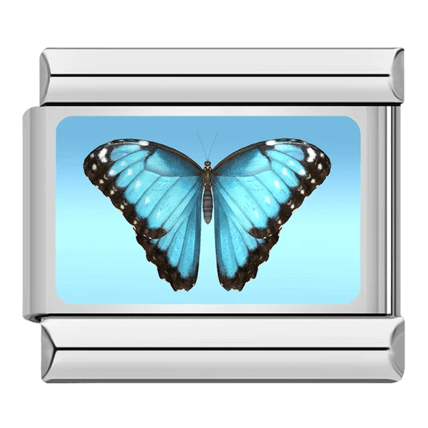 Papillon