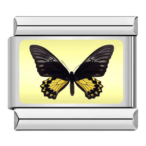Papillon