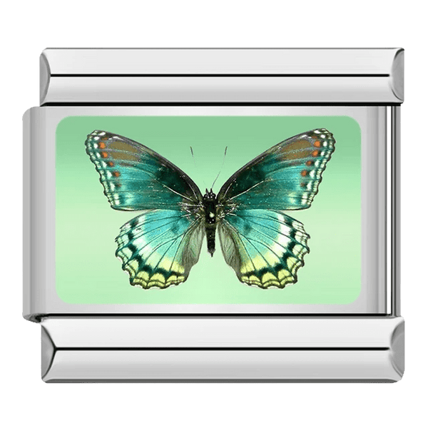 Papillon