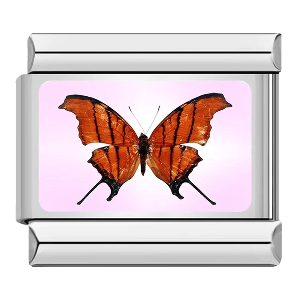 Papillon