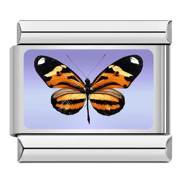 Papillon