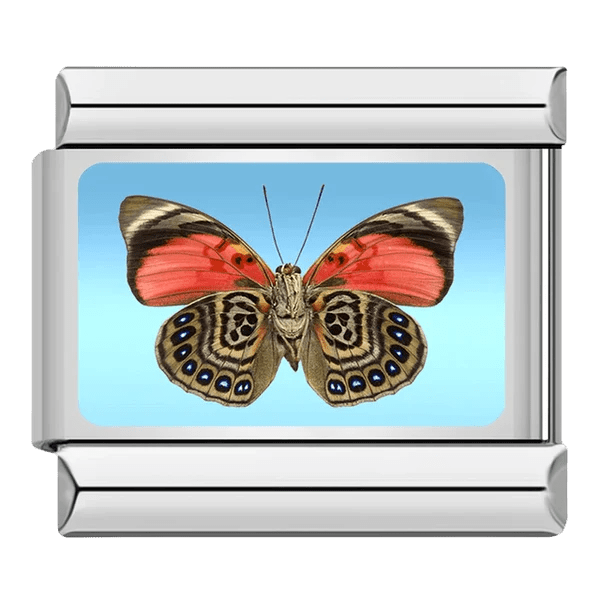 Papillon
