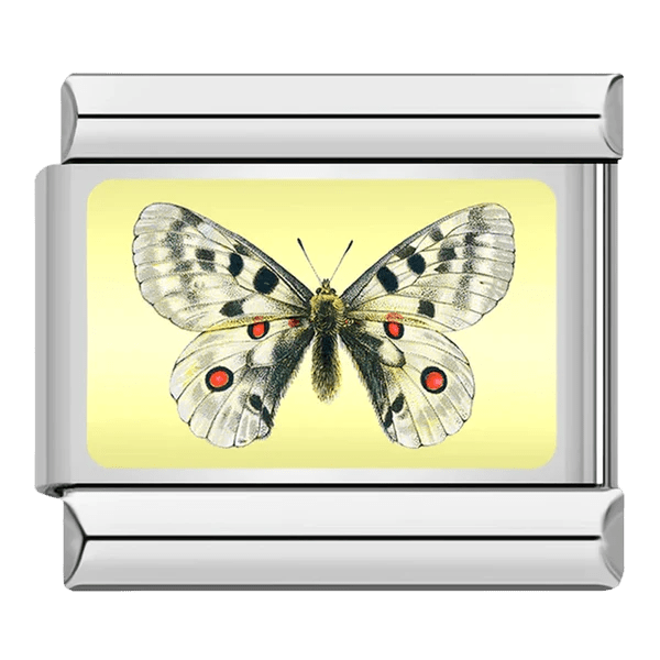 Papillon