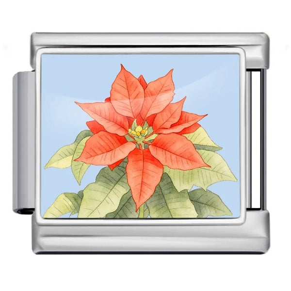 Poinsettia